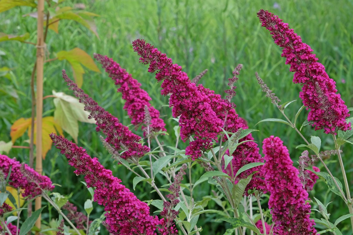 Buddleja butterfly bush 'Miss Ruby' in flower.