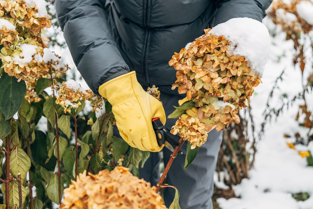 A gardener wearing gloves trims wilted hydrangea flowers during winter.