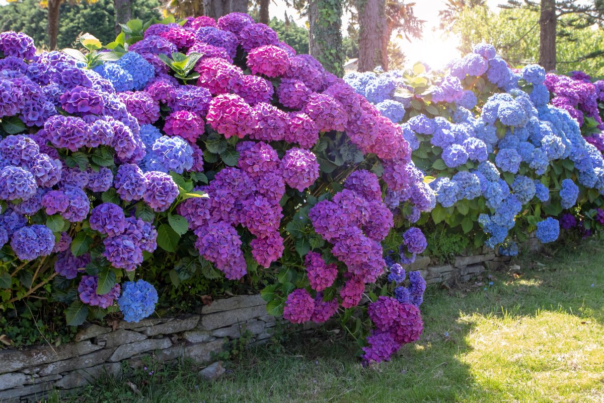 Blooming purple and blue hydrangeas garden hedge.