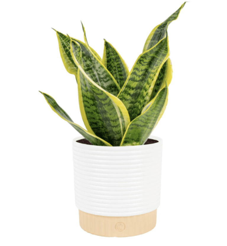 Costa Farms Snake Plant, Mother-in-Law's Tongue Live Plant in Decorative Pot, Large Easy to Maintain Indoor Succulent Houseplant Assorted Variety, Home, Room, or Office Décor, 12-20 Inches Tall