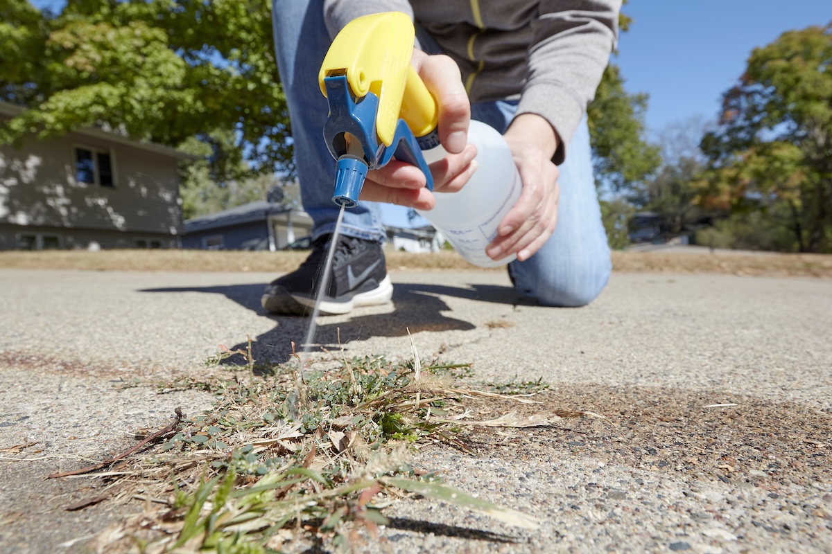 Woman wearing jeans kneels on driveway, spray bottle in hand, spraying weeds in a crack in the concrete.