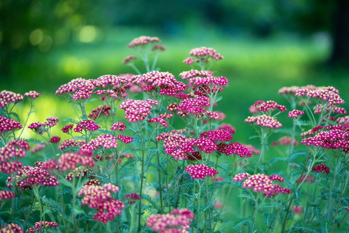 Red yarrow flowers in a garden. 