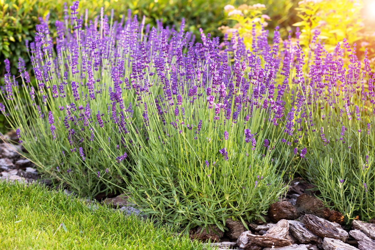 Lavender growing in the garden. 