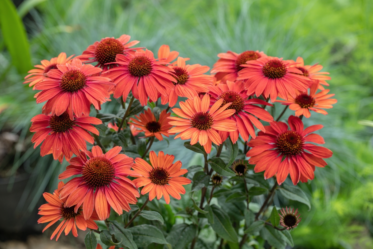 Red echinacea flowers. 