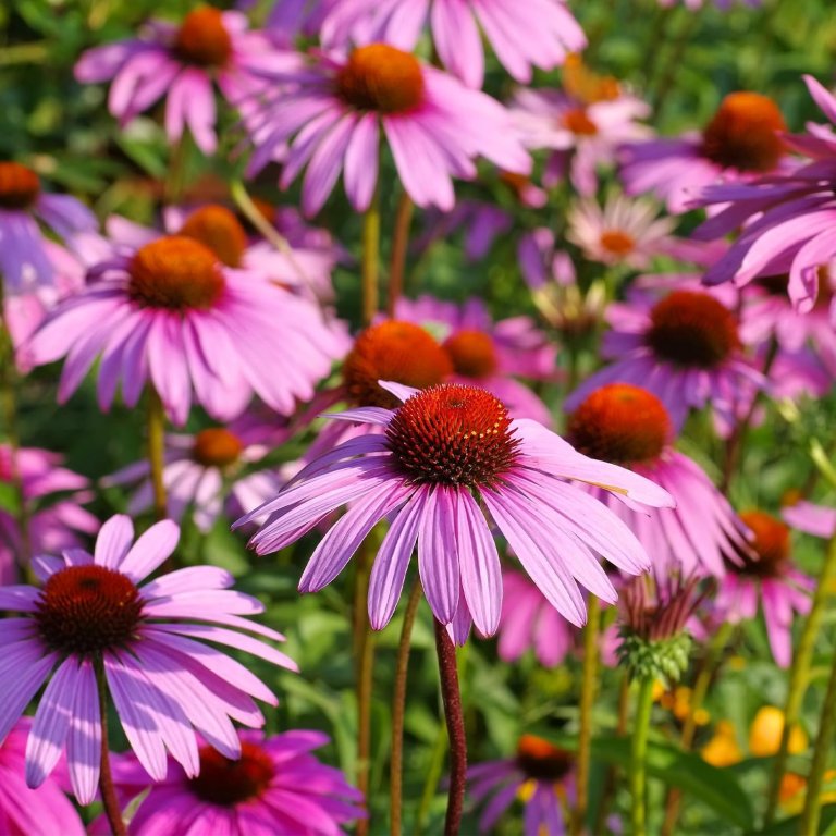 Cottage Garden Shoppable list Coneflower Seeds