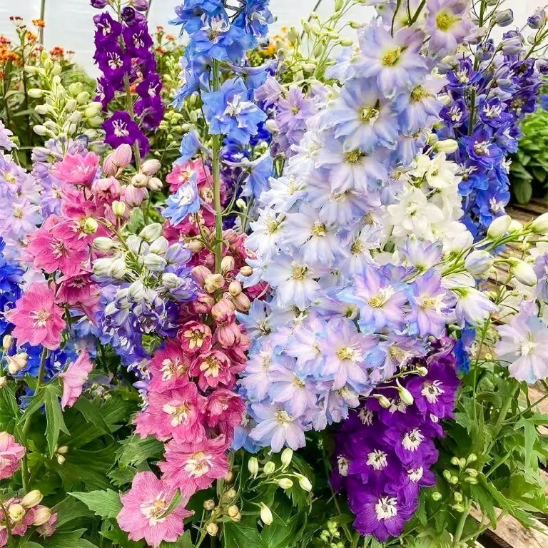Cottage Garden Shoppable list Delphinium Seeds
