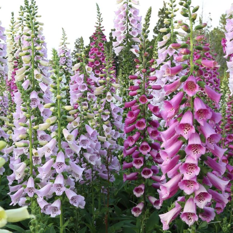 Cottage Garden Shoppable list Foxglove Seeds
