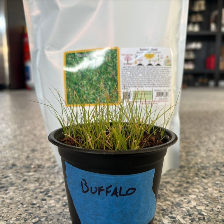 Everwilde Farms Buffalo Grass Native Grass Seeds