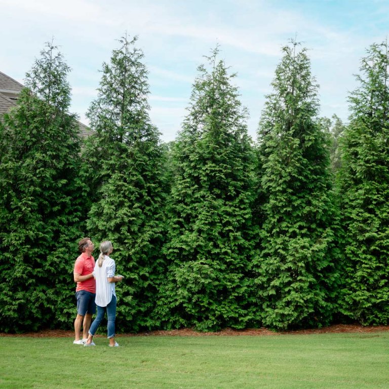 Fast Growing Tree Deal Thuja Green Giant Arborvitae