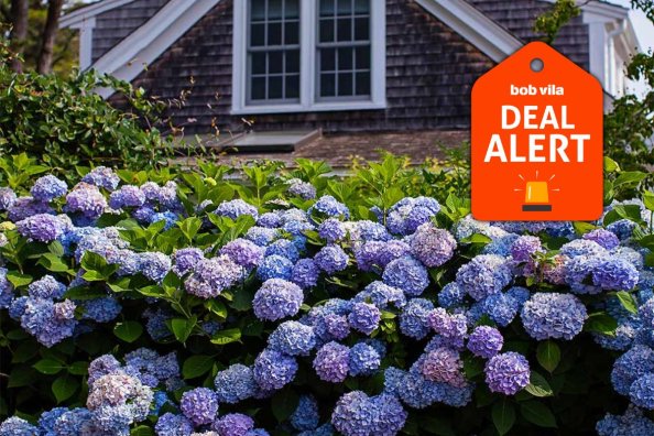 Fast Growing Trees Is Clearing Out Trees for Spring—Save 20% on Privacy Trees, Fruit Trees, and More