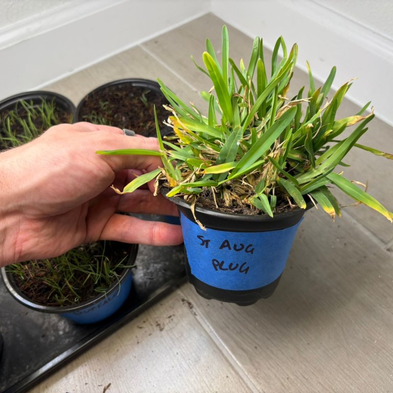 Florida Foliage St. Augustine Palmetto Grass Plugs