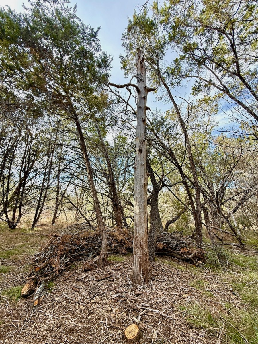Dead hedge surrounding a beautiful dead tree on a large Texas property.