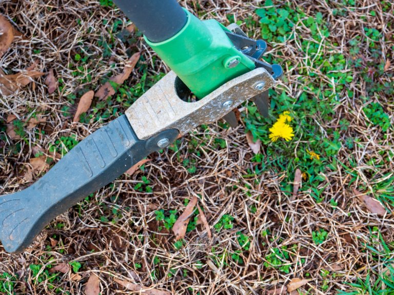 The GrootPow Weeder positioned over a dandelion for easy removeal