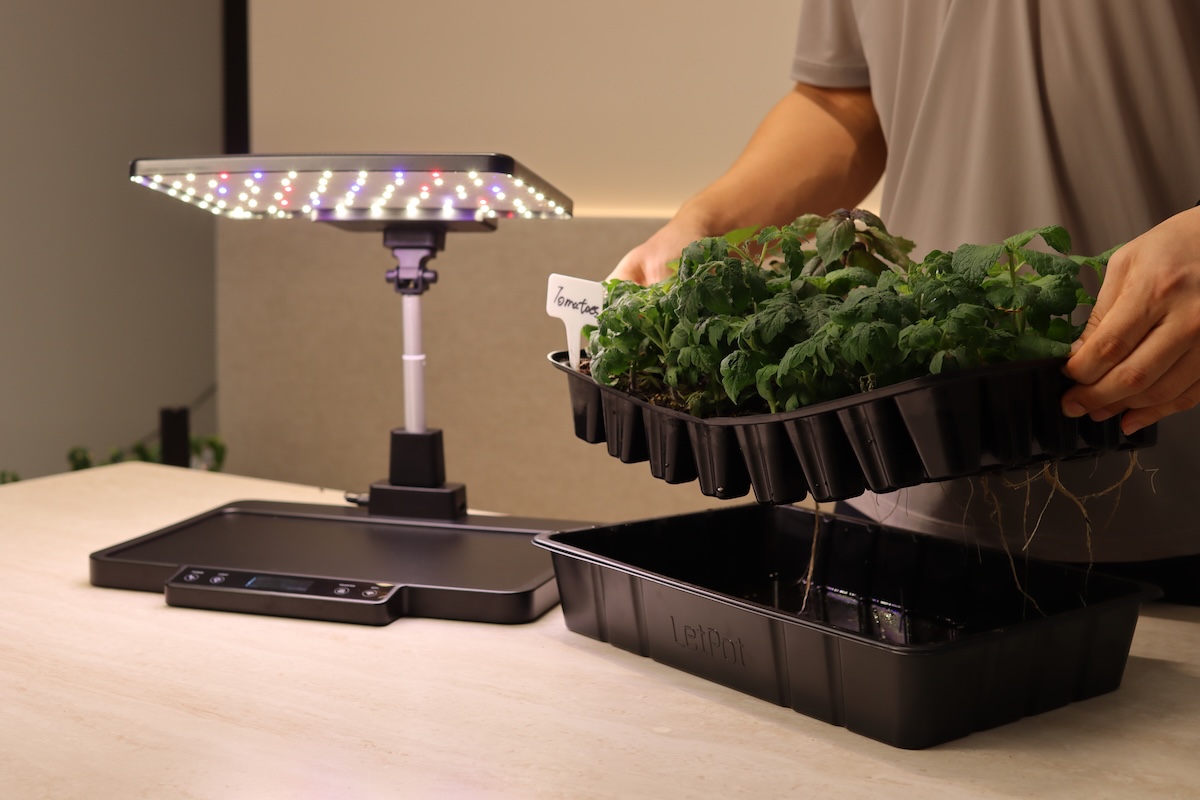 A DIYer lifting a tray of tomato seedlings out of tray to show the self watering feature.