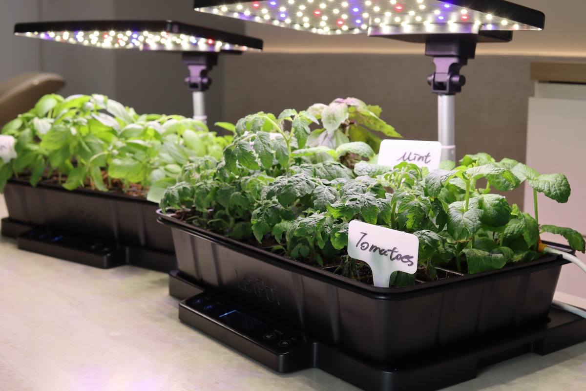 Two LetPot seed starting kits on a table filled with plant starts.