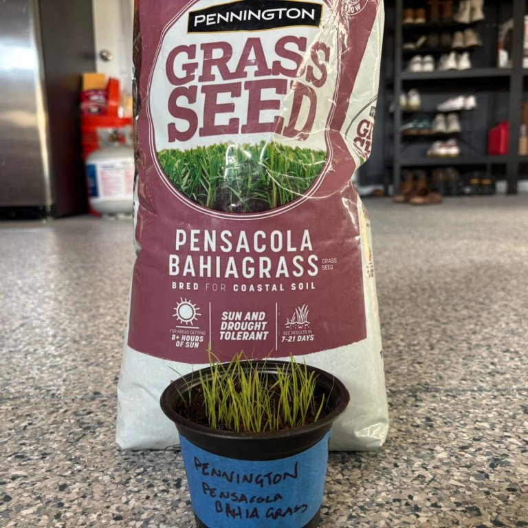 Pennington Pensacola Bahiagrass