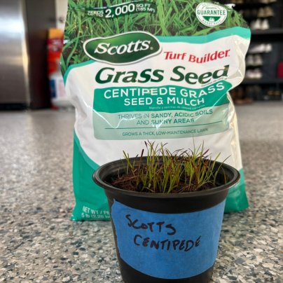Scotts Turf Builder Centipede Grass Seed & Mulch
