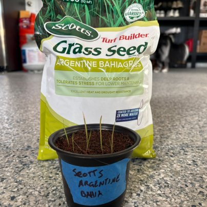 Scotts Turf Builder Grass Seed Argentine Bahiagrass