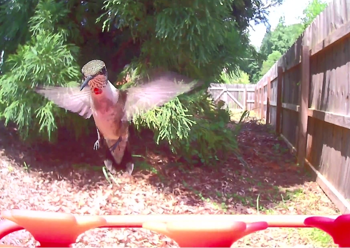 A hummingbird is captured mid flight on a bird camera. 