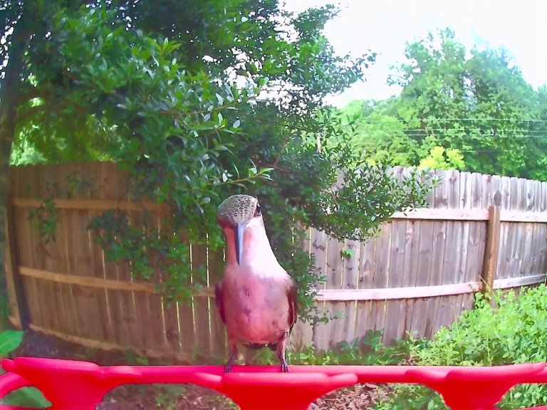 A hummingbird sitting on a feeder with a video camera.