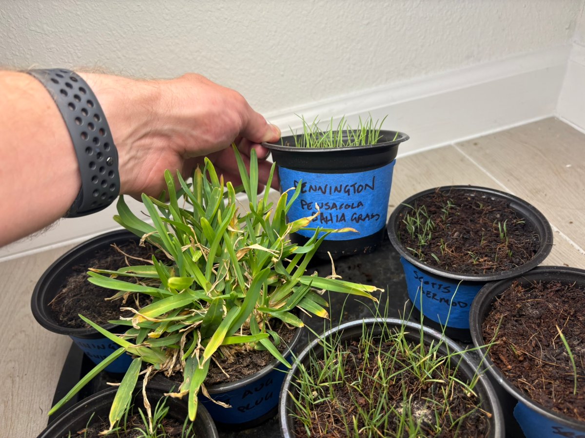 best grass seed  in pots