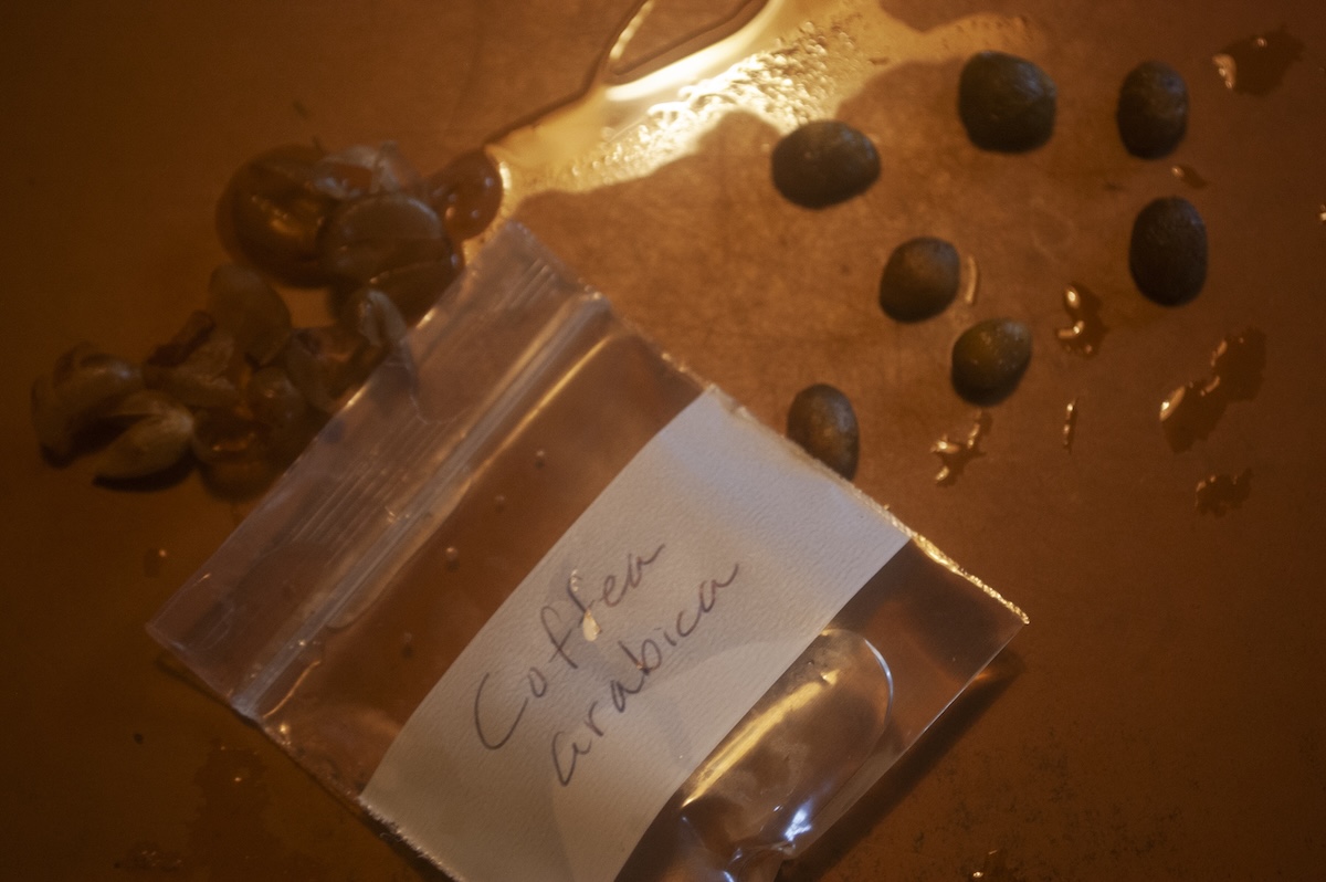 Coffee seeds in hot water bath for easier, faster germination.