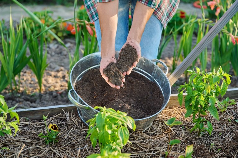 Gardener scoops fertile compost in hands from a galvanized bucket, on top of a raised bed planted with basil and mulched with straw.