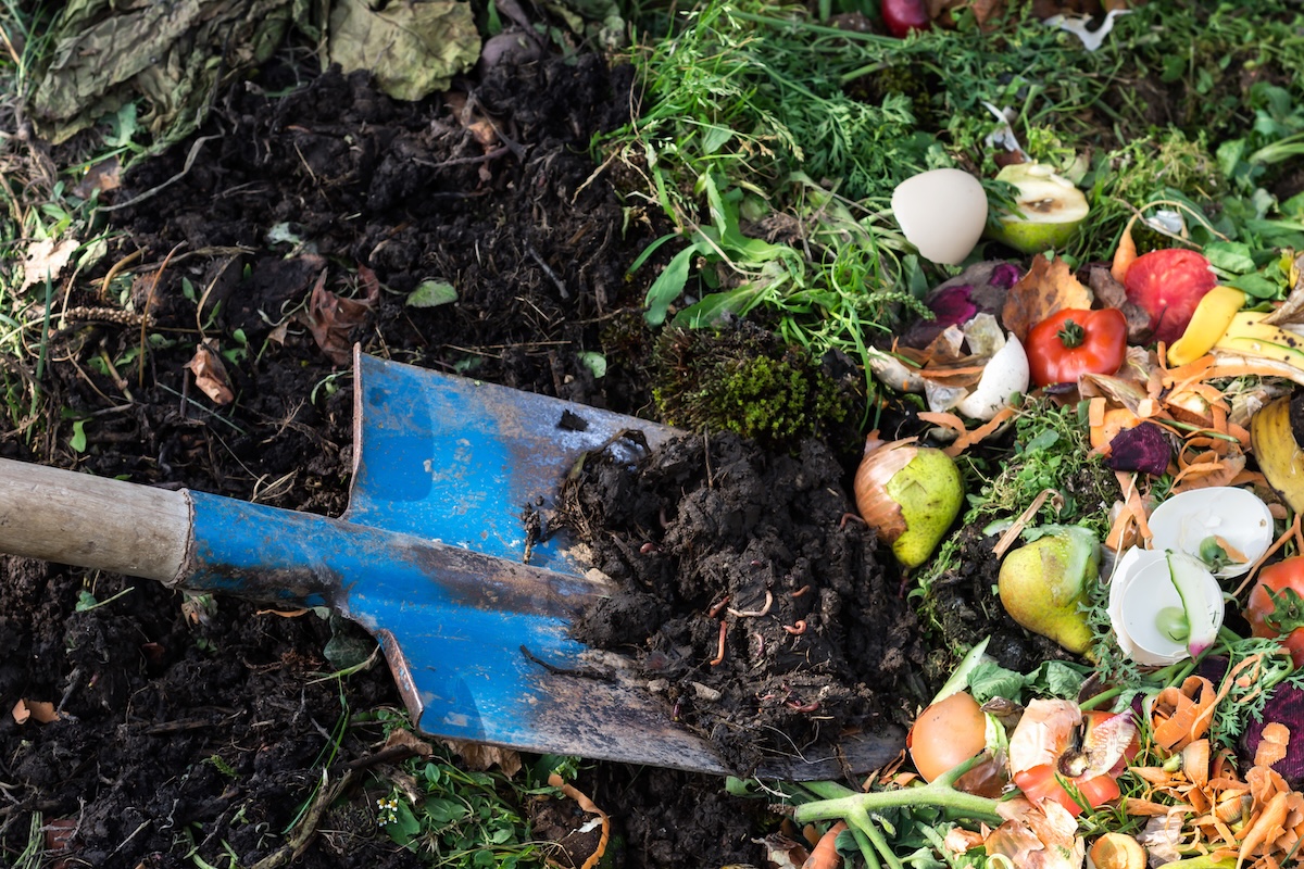 Head of large shovel digs into compost mixed with kitchen scraps like egg shells and vegetable peels.