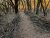 Dead hedges lining a trail in a large backyard.