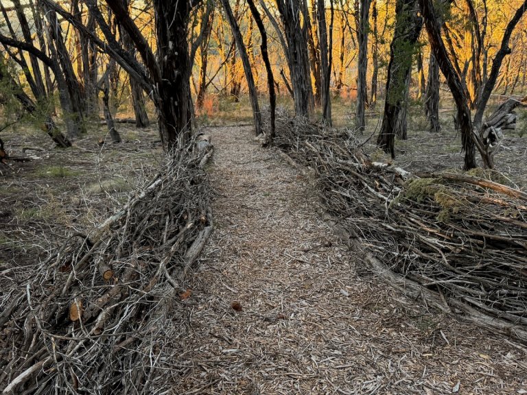 Dead hedges lining a trail in a large backyard.