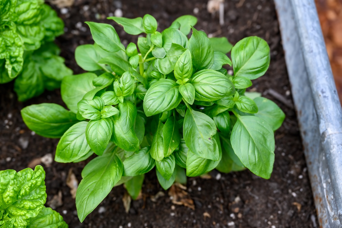 A small garden bed with a blooming basil plant.