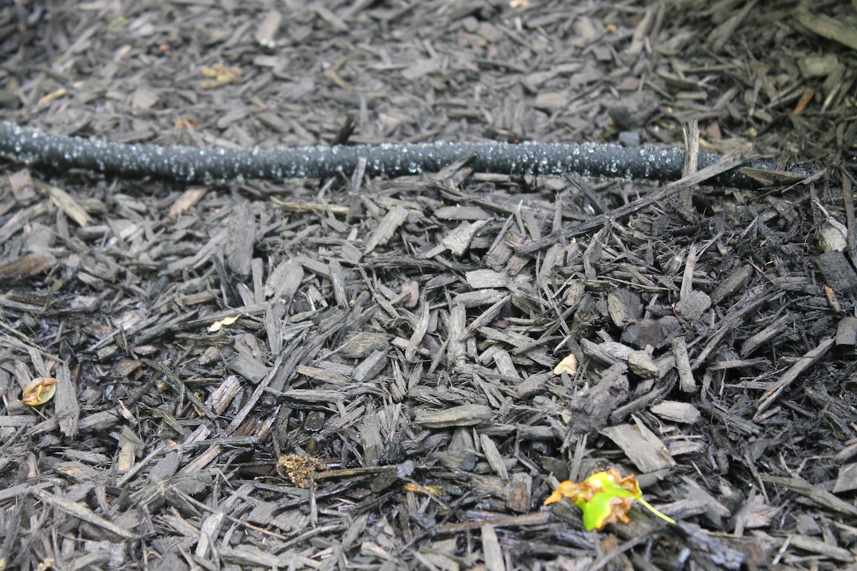 A black soaker hose is laying on a bed of wood mulch outdoors.