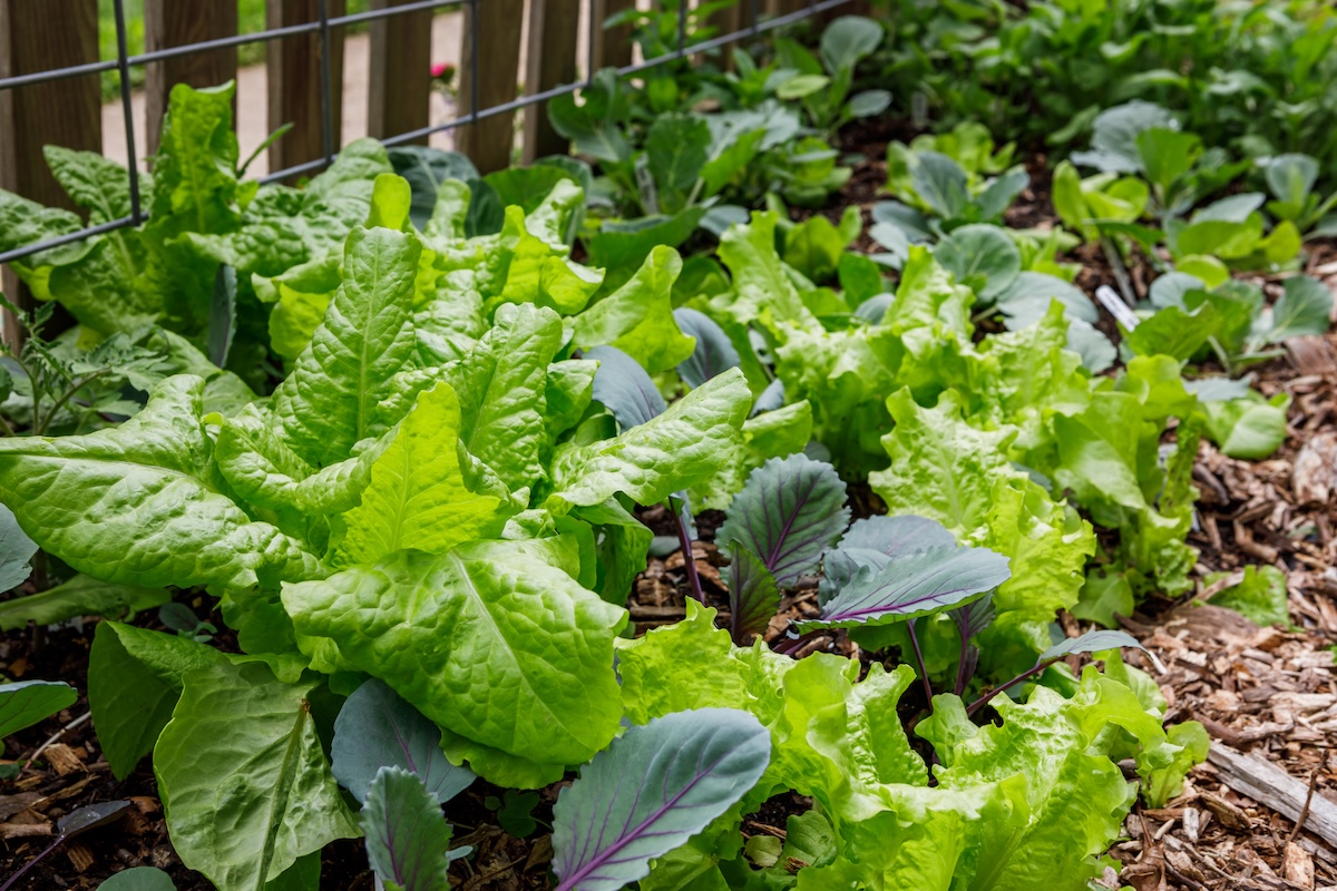 Loose leaf lettuce grows in a garden bed alongside other lettuce.