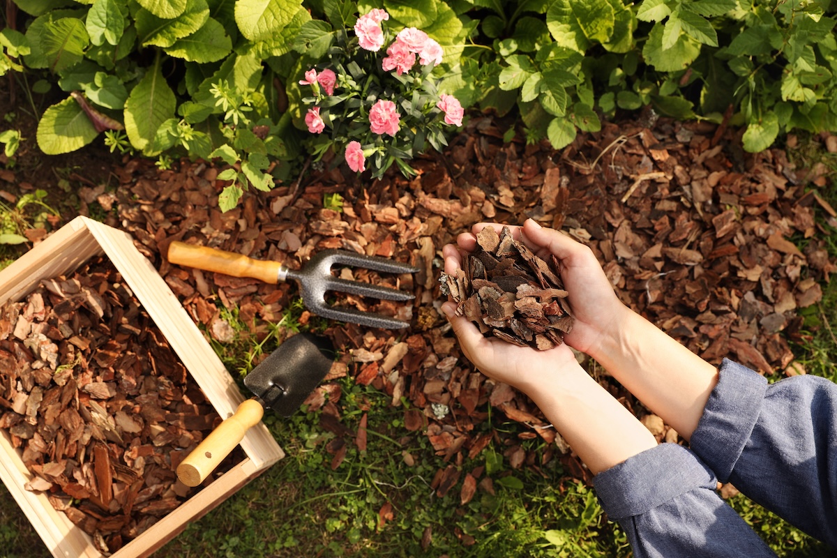 An overhead view of a woman mulching flower bed with bark chips, scooping mulch with her hands.