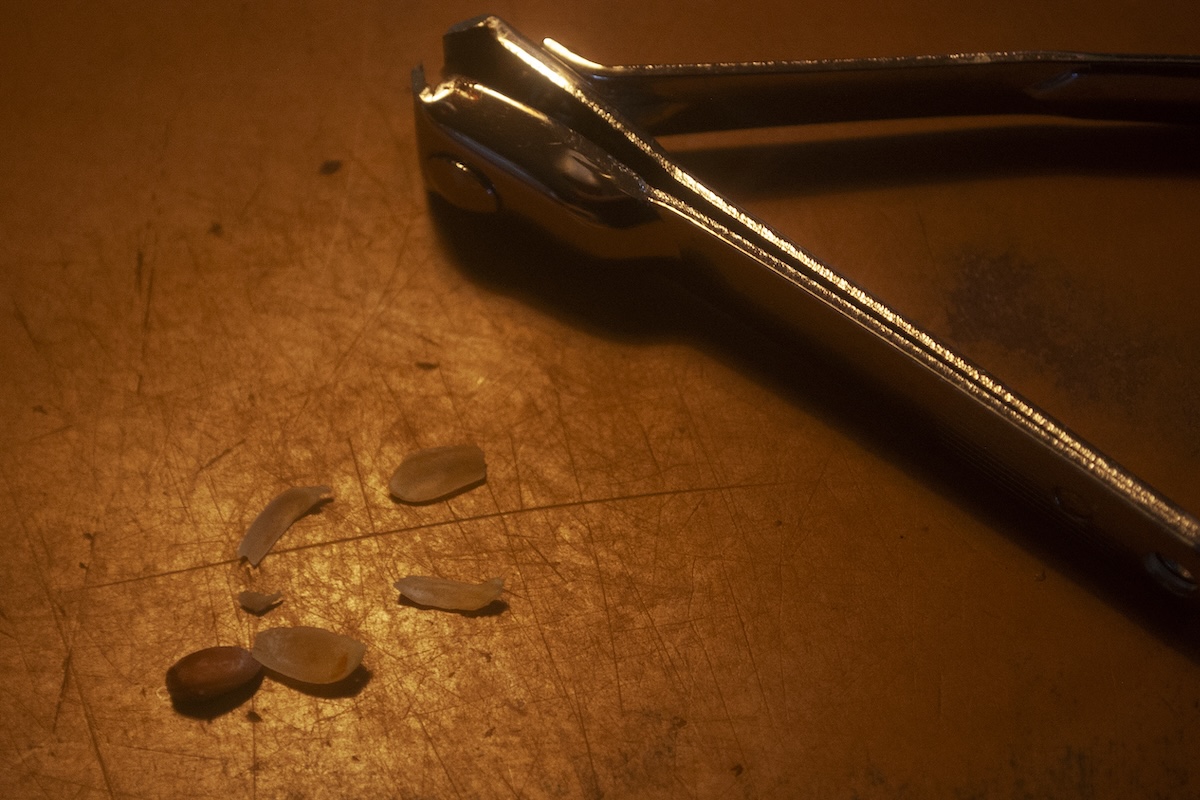 Nail clippers and a plant seed ready to be planted for starting early indoors.