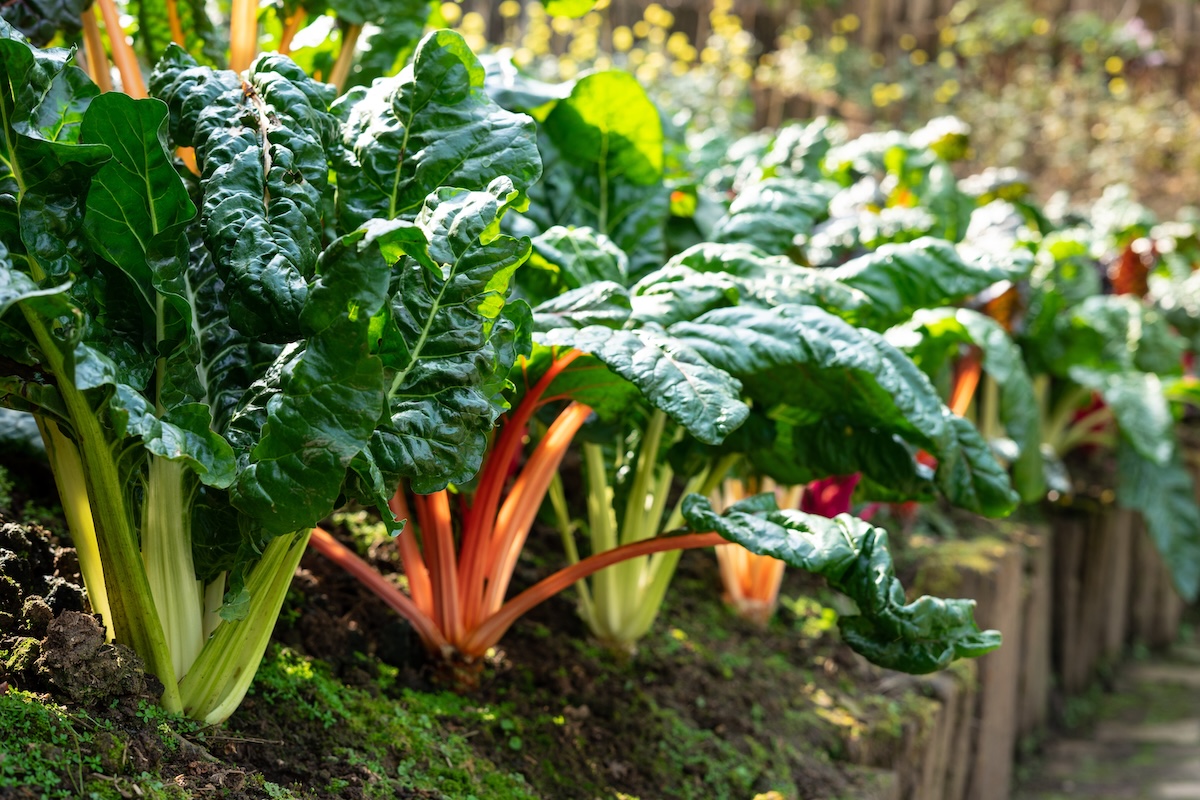 A row of rainbow Swiss Chard grows in a raised garden bed.