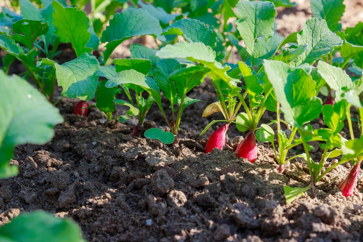 A garden row filled with red radishes that are ready to pull.