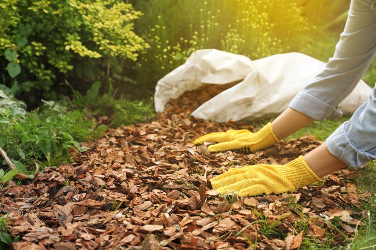 Closeup of gloved hands placing mulch on the ground.