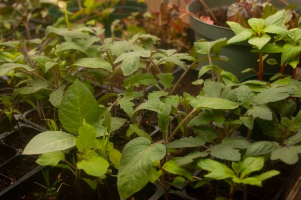 Small seedlings growing indoors for early spring gardening.