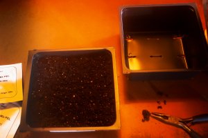 Starting open pack seeds from a greenhouse supplier in a small tray.
