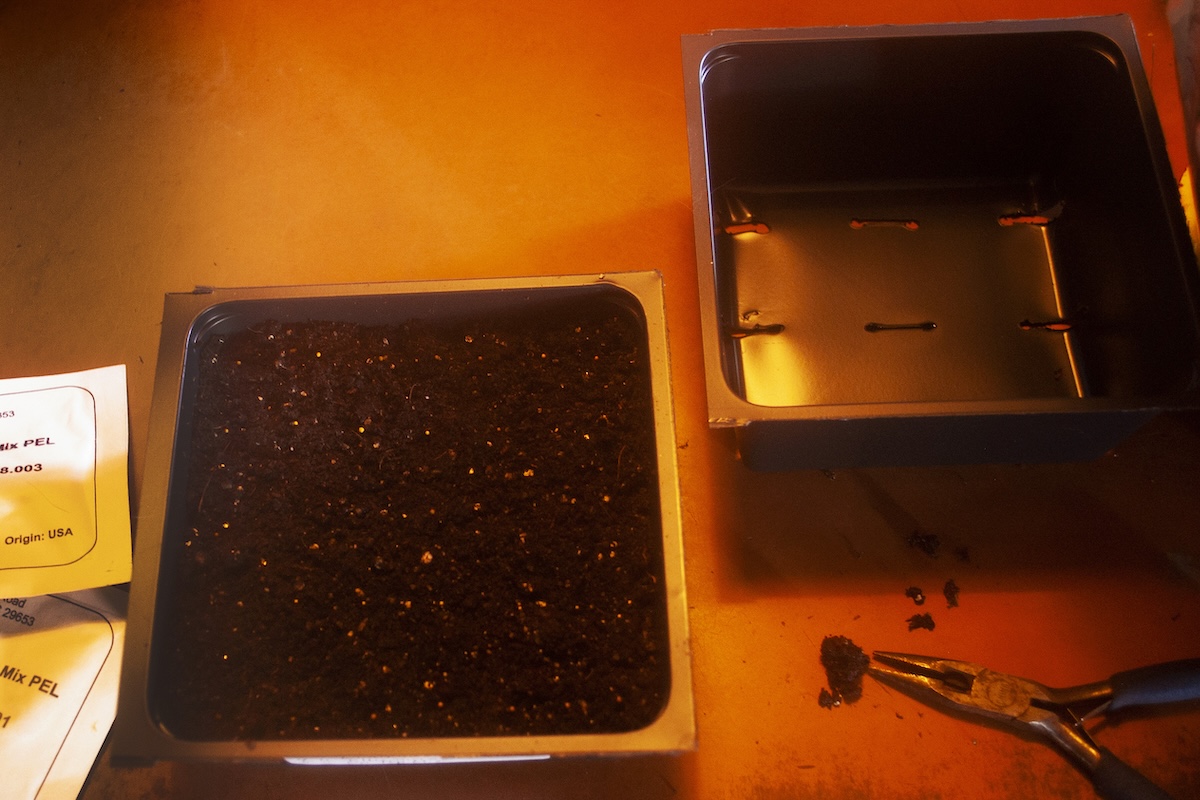 Starting open pack seeds  from a greenhouse supplier in a small tray.