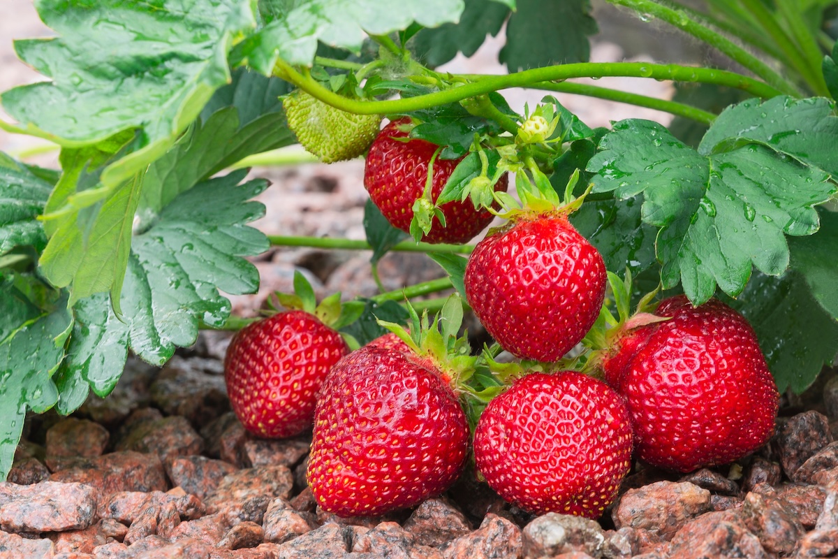 Several strawberries grow in a bunch in a garden. 