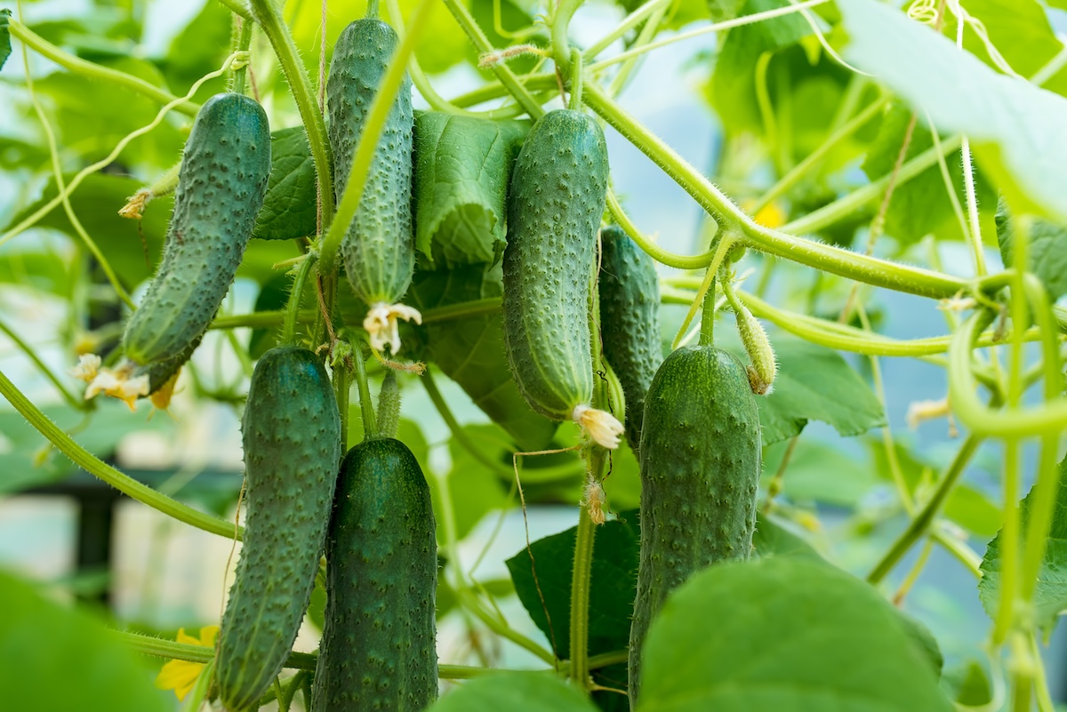 Several miniature cucumbers grow on a vine in a garden.
