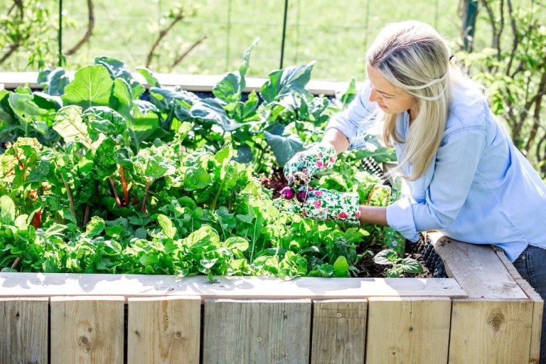 A smiling woman wearing gardening gloves pullings lettuce from a raised garden beds.