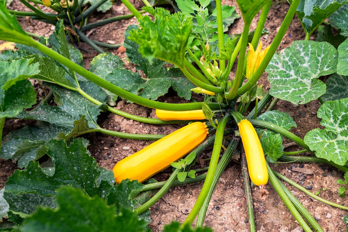 A yellow zucchini plant produces several vegetables in a garden.