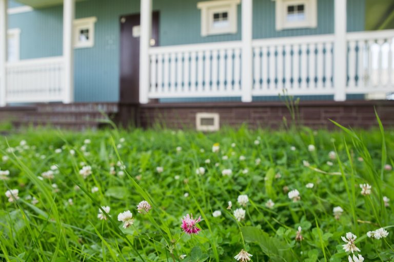 A clover and grass lawn in front of a house.