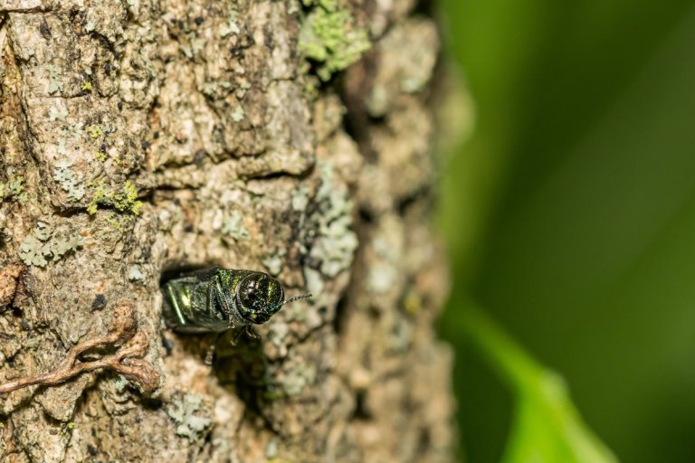 An emerald ash borer (EAB) coming out of an exit hole in a large ash tree.