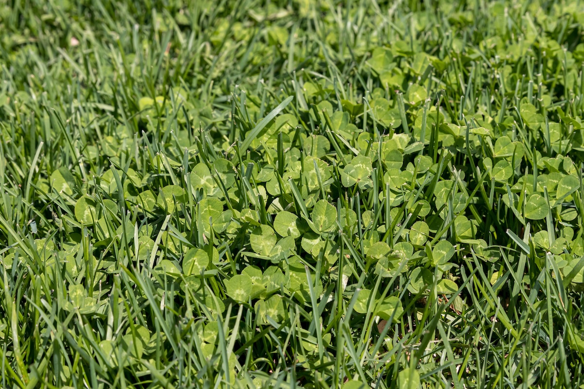 Clover and grass growing together in harmony in a residential yard.