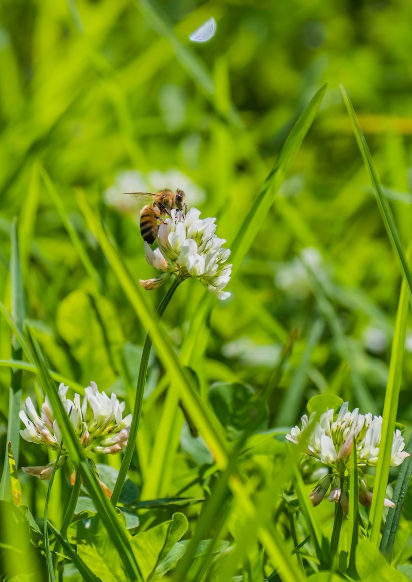 A bee feeding on a clover flower in a clover and grass lawn.