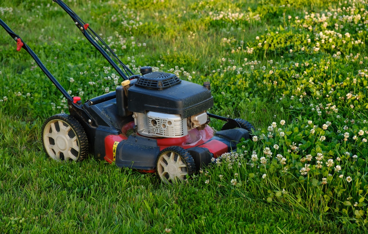 A lawn mower mowing a clover and grass lawn.